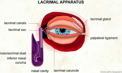Lacrymal apparatus  (Visual Dictionary)